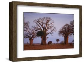 African Elephant Walking between Baobab Trees-DLILLC-Framed Photographic Print
