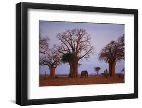 African Elephant Walking between Baobab Trees-DLILLC-Framed Photographic Print