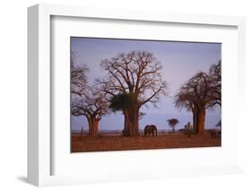 African Elephant Walking between Baobab Trees-DLILLC-Framed Photographic Print