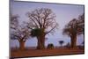 African Elephant Walking between Baobab Trees-DLILLC-Mounted Photographic Print