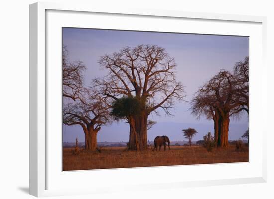 African Elephant Walking between Baobab Trees-DLILLC-Framed Photographic Print