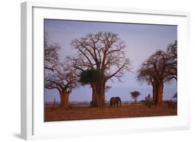 African Elephant Walking between Baobab Trees-DLILLC-Framed Photographic Print