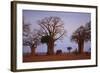 African Elephant Walking between Baobab Trees-DLILLC-Framed Photographic Print