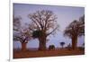 African Elephant Walking between Baobab Trees-DLILLC-Framed Photographic Print