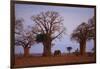 African Elephant Walking between Baobab Trees-DLILLC-Framed Photographic Print