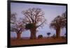 African Elephant Walking between Baobab Trees-DLILLC-Framed Photographic Print