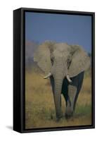 African Elephant Walking in Grass-DLILLC-Framed Stretched Canvas
