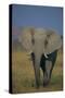 African Elephant Walking in Grass-DLILLC-Stretched Canvas