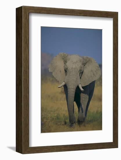 African Elephant Walking in Grass-DLILLC-Framed Photographic Print