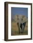 African Elephant Walking in Grass-DLILLC-Framed Photographic Print