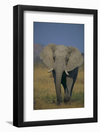 African Elephant Walking in Grass-DLILLC-Framed Photographic Print