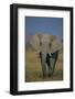 African Elephant Walking in Grass-DLILLC-Framed Photographic Print