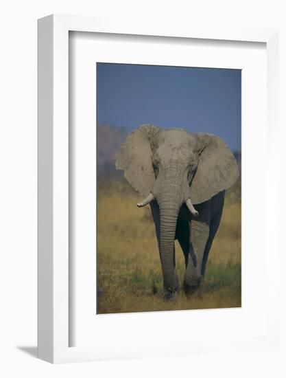 African Elephant Walking in Grass-DLILLC-Framed Photographic Print