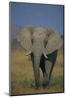 African Elephant Walking in Grass-DLILLC-Mounted Photographic Print