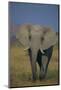 African Elephant Walking in Grass-DLILLC-Mounted Photographic Print