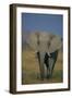 African Elephant Walking in Grass-DLILLC-Framed Photographic Print