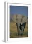 African Elephant Walking in Grass-DLILLC-Framed Photographic Print