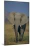 African Elephant Walking in Grass-DLILLC-Mounted Photographic Print