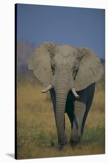 African Elephant Walking in Grass-DLILLC-Stretched Canvas
