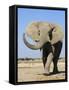 African Elephant, Walking, Namibia-Tony Heald-Framed Stretched Canvas