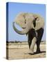 African Elephant, Walking, Namibia-Tony Heald-Stretched Canvas