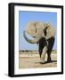 African Elephant, Walking, Namibia-Tony Heald-Framed Photographic Print