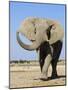 African Elephant, Walking, Namibia-Tony Heald-Mounted Photographic Print