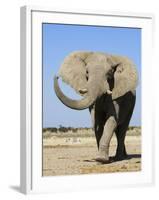 African Elephant, Walking, Namibia-Tony Heald-Framed Photographic Print