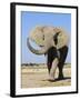 African Elephant, Walking, Namibia-Tony Heald-Framed Photographic Print