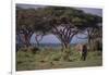 African Elephant Walking on Savanna-DLILLC-Framed Photographic Print