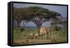 African Elephant Walking with Calves-DLILLC-Framed Stretched Canvas