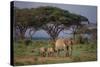 African Elephant Walking with Calves-DLILLC-Stretched Canvas