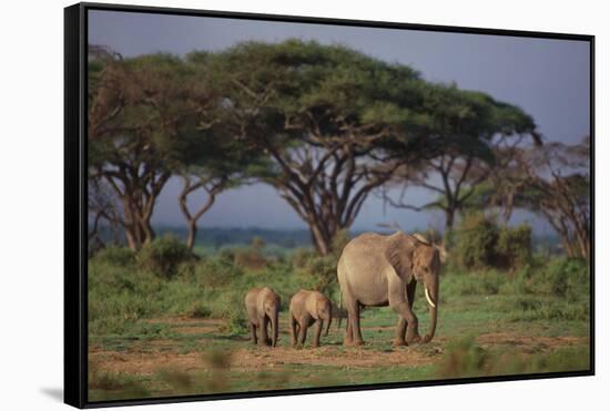 African Elephant Walking with Calves-DLILLC-Framed Stretched Canvas