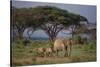 African Elephant Walking with Calves-DLILLC-Stretched Canvas