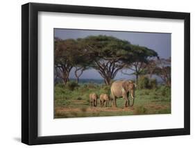 African Elephant Walking with Calves-DLILLC-Framed Photographic Print