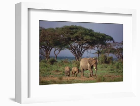 African Elephant Walking with Calves-DLILLC-Framed Photographic Print