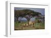 African Elephant Walking with Calves-DLILLC-Framed Photographic Print