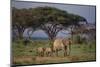 African Elephant Walking with Calves-DLILLC-Mounted Photographic Print