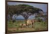 African Elephant Walking with Calves-DLILLC-Framed Photographic Print
