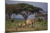 African Elephant Walking with Calves-DLILLC-Mounted Photographic Print