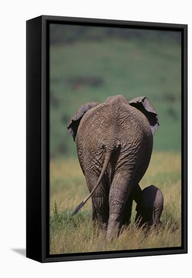 African Elephant Walking with Young-DLILLC-Framed Stretched Canvas