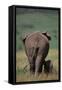 African Elephant Walking with Young-DLILLC-Framed Stretched Canvas