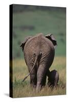 African Elephant Walking with Young-DLILLC-Stretched Canvas