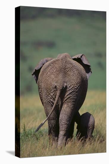 African Elephant Walking with Young-DLILLC-Stretched Canvas