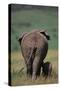 African Elephant Walking with Young-DLILLC-Stretched Canvas