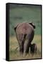 African Elephant Walking with Young-DLILLC-Framed Stretched Canvas