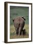 African Elephant Walking with Young-DLILLC-Framed Premium Photographic Print