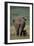 African Elephant Walking with Young-DLILLC-Framed Premium Photographic Print