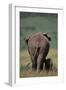 African Elephant Walking with Young-DLILLC-Framed Premium Photographic Print