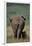 African Elephant Walking with Young-DLILLC-Framed Premium Photographic Print